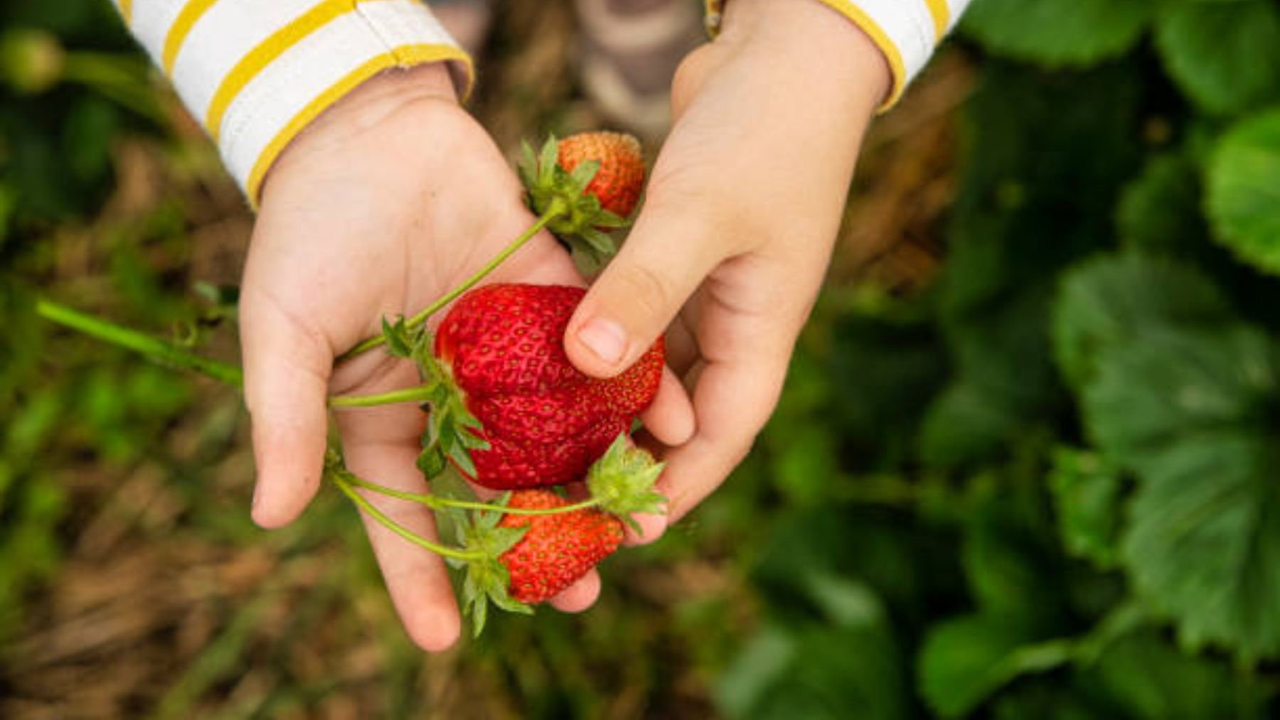 La diferencia entre fresa y fresón y cuál es más dulce