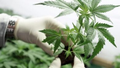 La estafa piramidal con cannabis y criptomonedas: qué pasó