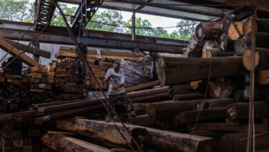 'La madera es vida': los últimos días de un aserradero de Hong Kong