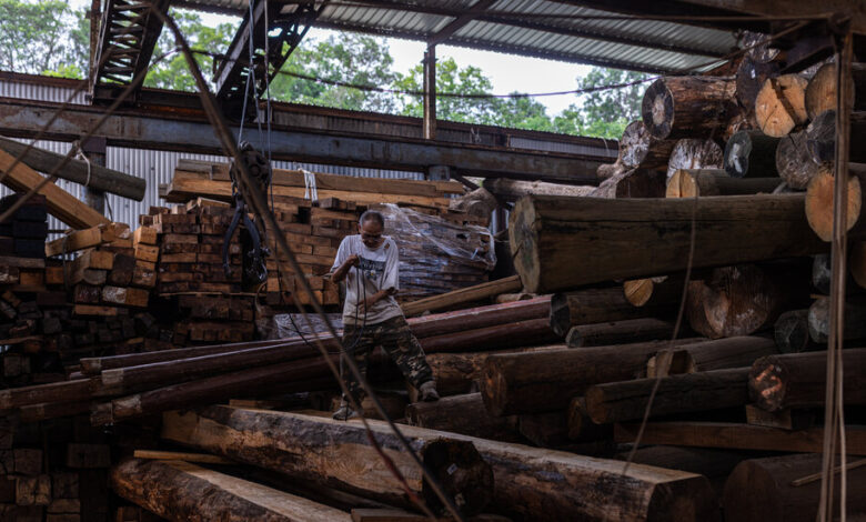 'La madera es vida': los últimos días de un aserradero de Hong Kong