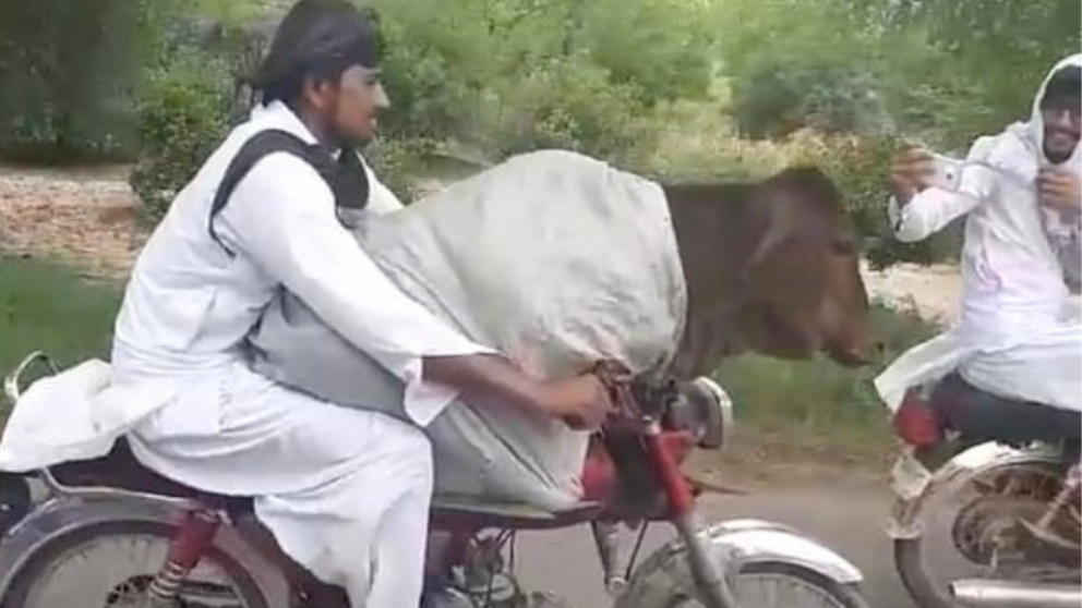 La vaca motorista revoluciona Facebook