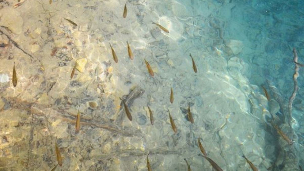 Las características más peculiares de los peces ciegos