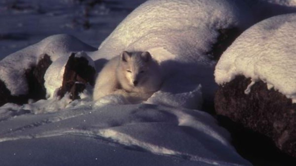 Las temperaturas del Ártico aumentan el triple de rápido