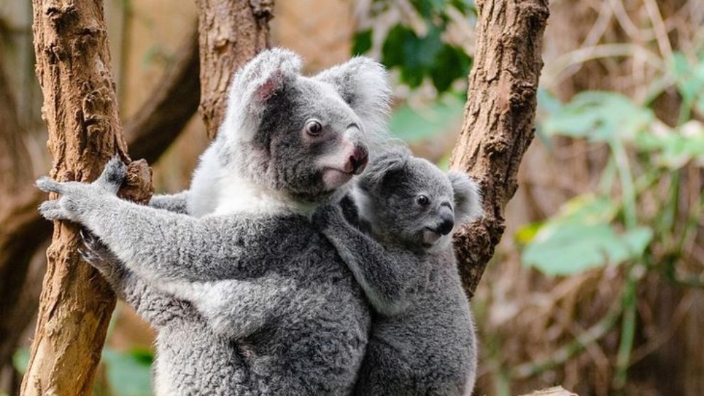 Los koalas, ¿Los animales que viven sin beber agua?