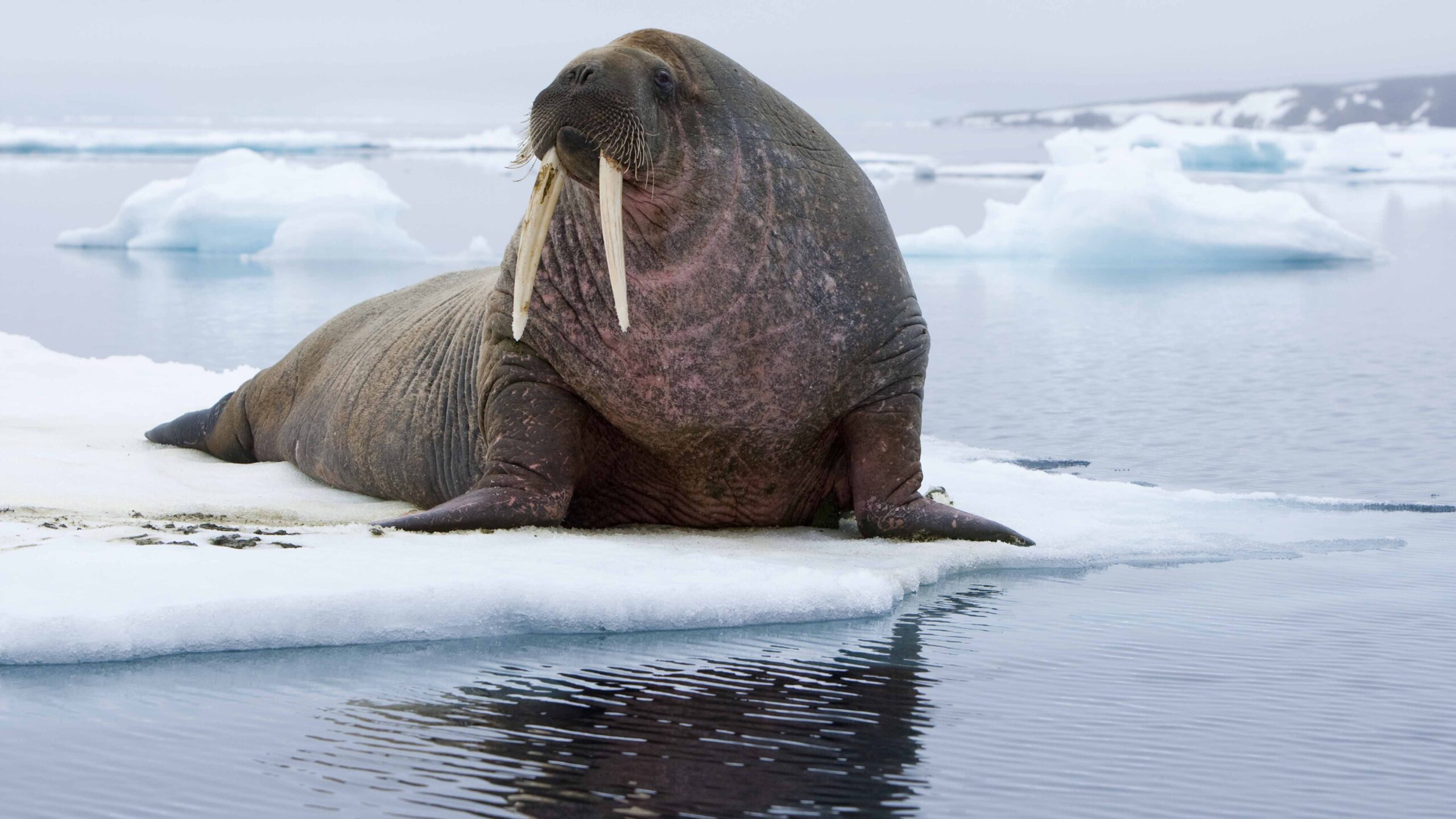 Matan a Freya, una morsa que se volvió famosa en Noruega