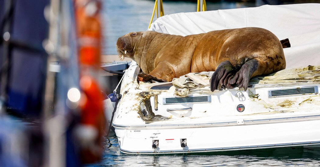 Matan a una famosa morsa y dividen a los noruegos