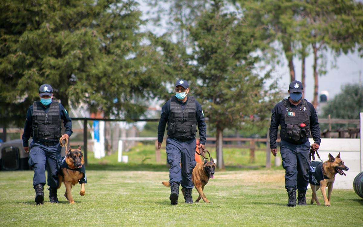 Perritos contra el crimen: la Policía de Investigación busca nombres para sus nuevos agentes