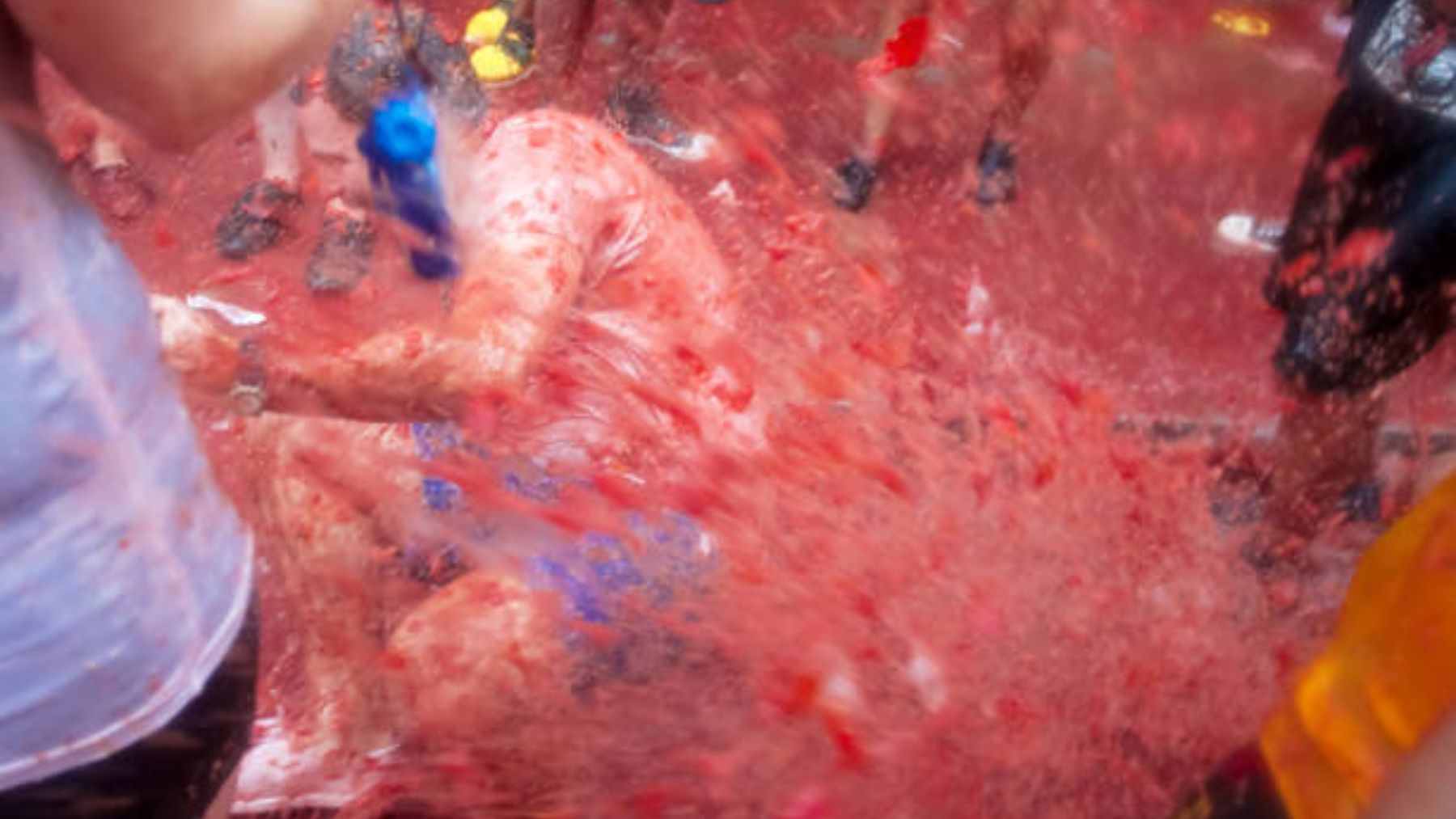 Qué tipo de tomate se utiliza en la Tomatina