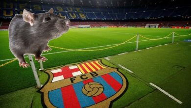 Ratas se pasean por palco del Camp Nou, el estadio del Barsa | Video