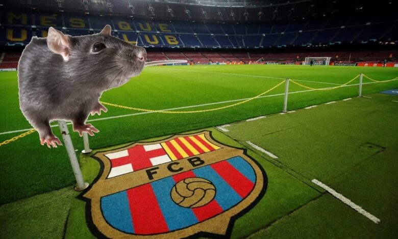 Ratas se pasean por palco del Camp Nou, el estadio del Barsa | Video