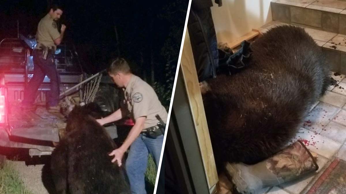Residente de Colorado dispara y mata a un oso que entró a su casa