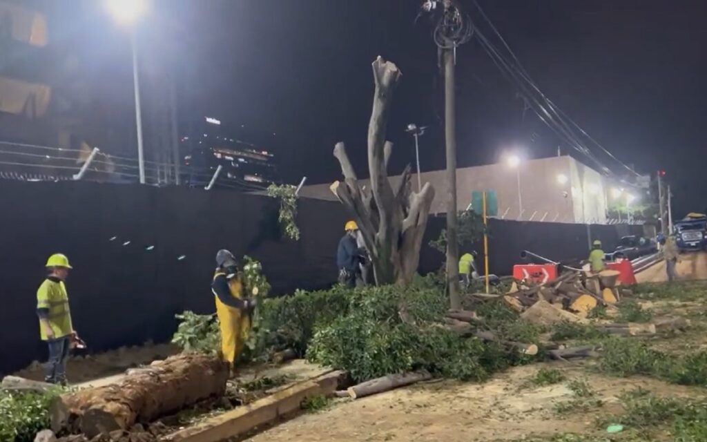 Sedema pedirá a Embajada de EU disminuir tala de árboles; 'cumplimos con todas las regulaciones', responde sede diplomática