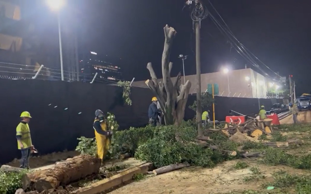 Sedema pedirá a Embajada de EU disminuir tala de árboles; ‘cumplimos con todas las regulaciones’, responde sede diplomática