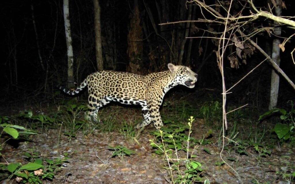 Seis nuevas Áreas Destinadas a la Conservación Voluntaria en Campeche