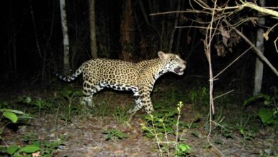 Seis nuevas Áreas Destinadas a la Conservación Voluntaria en Campeche