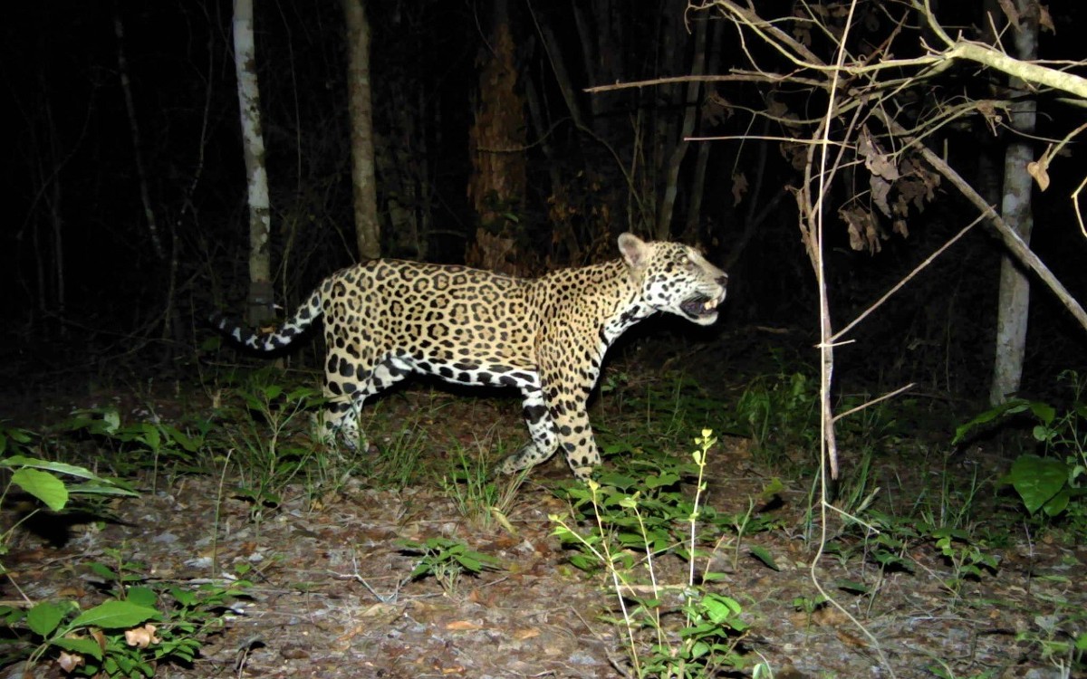 Seis nuevas Áreas Destinadas a la Conservación Voluntaria en Campeche