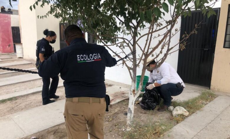 Sujeto que se iba a comer a un perro fue detenido en Ciudad Juárez