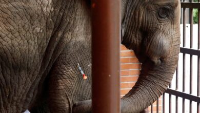 Traficante de cuernos de rinoceronte y marfil de elefante es sentenciado a 5 años de prisión en EU