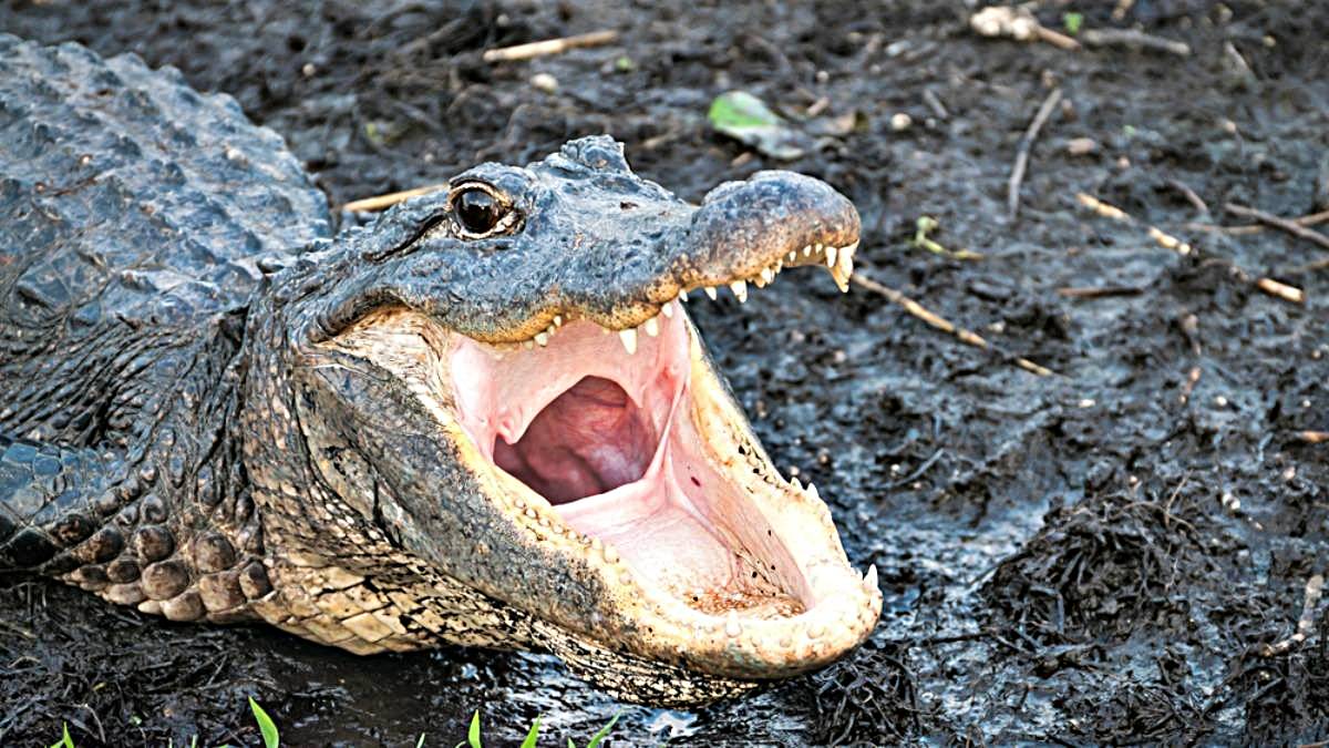 Un cocodrilo casi arranca la cabeza de un hombre