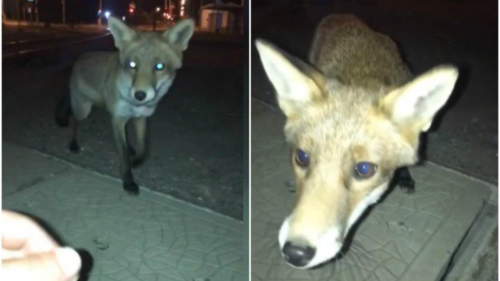 Un hombre confunde un zorro con un perro en Facebook