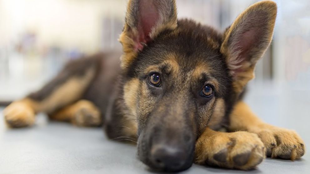 Un pastor alemán se convierte en niñera