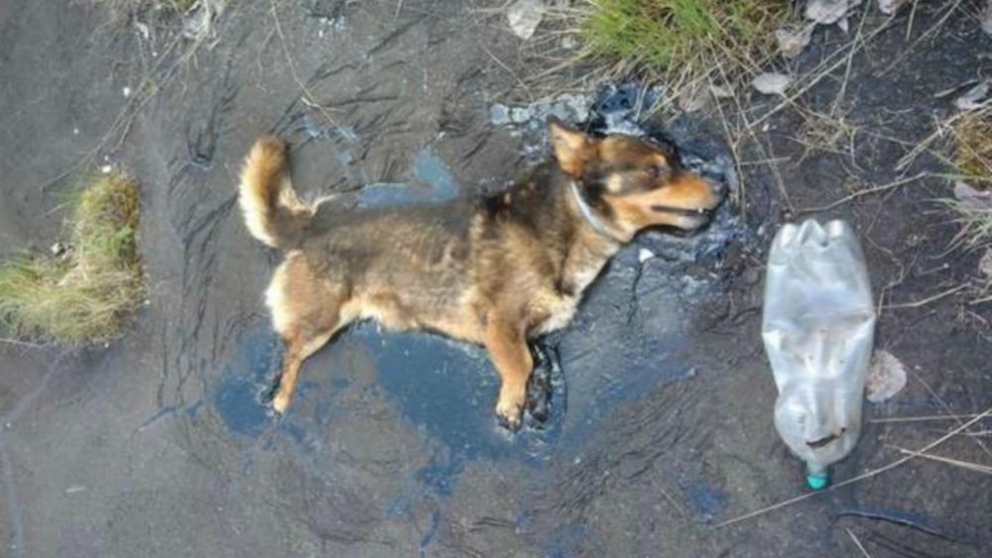 Un perro se salva de morir de forma cruel en Facebook