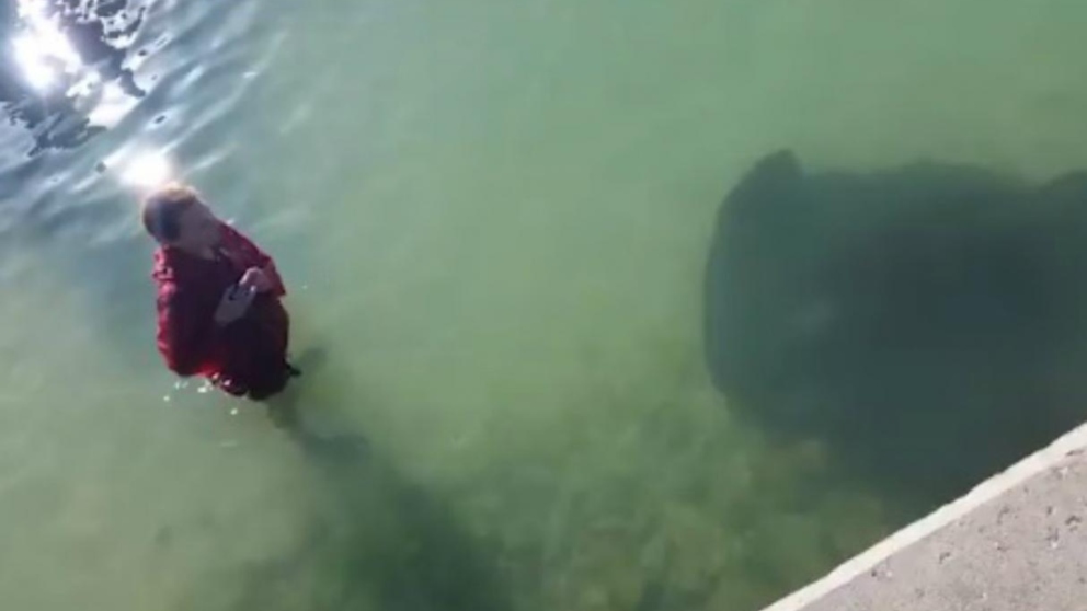 Una misteriosa criatura marina llega a la orilla en Facebook