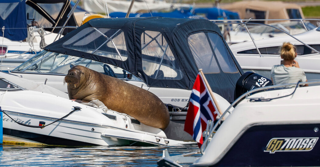 Una morsa llamada Freya apareció en Noruega.  ¿Tenía que morir?