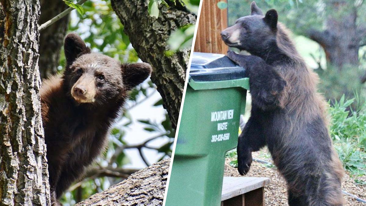 así se preparan los osos ante el invierno