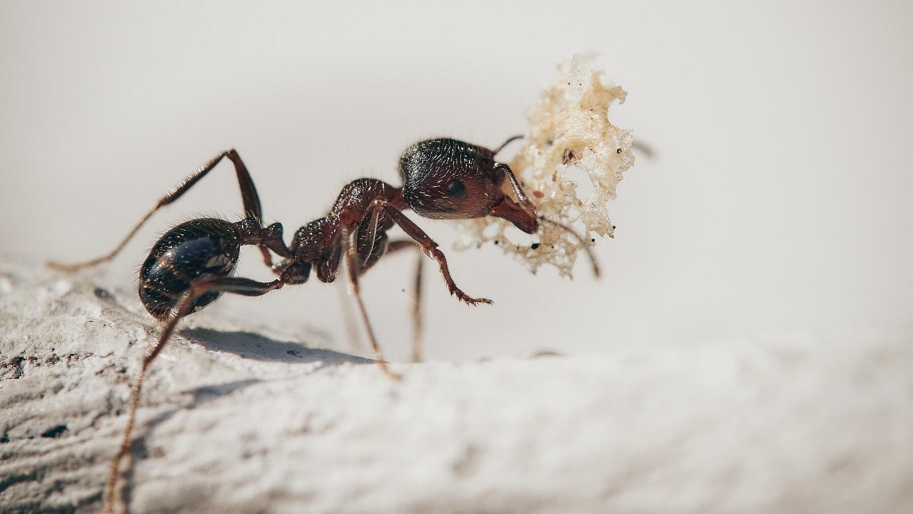 deberás tener en cuenta esto para eliminarlas en casa