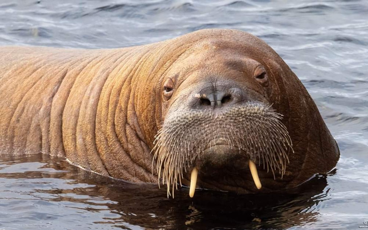 ¡Adiós, Freya! Escocia aplica eutanasia a morsa de 600 kilos ante negligencia de espectadores | Video