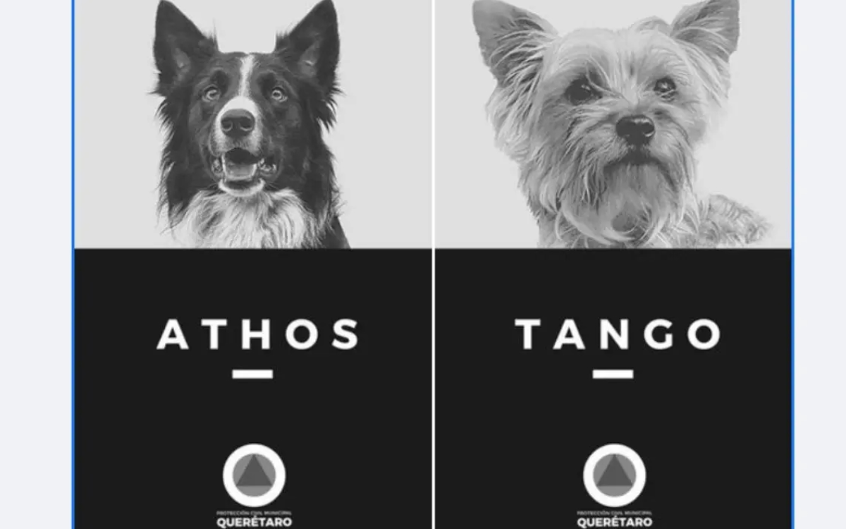 ¡Bravo! Realizan primer juicio por maltrato animal en México; es por el asesinato de Athos y Tango en Querétaro