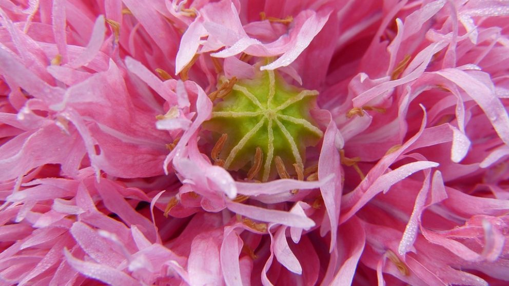 ¿Qué es la biodiversidad? La importancia de la diversidad biológica