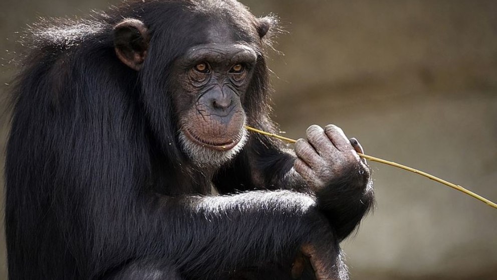 ¿Qué especies se reconocen a sí mismos en el espejo?