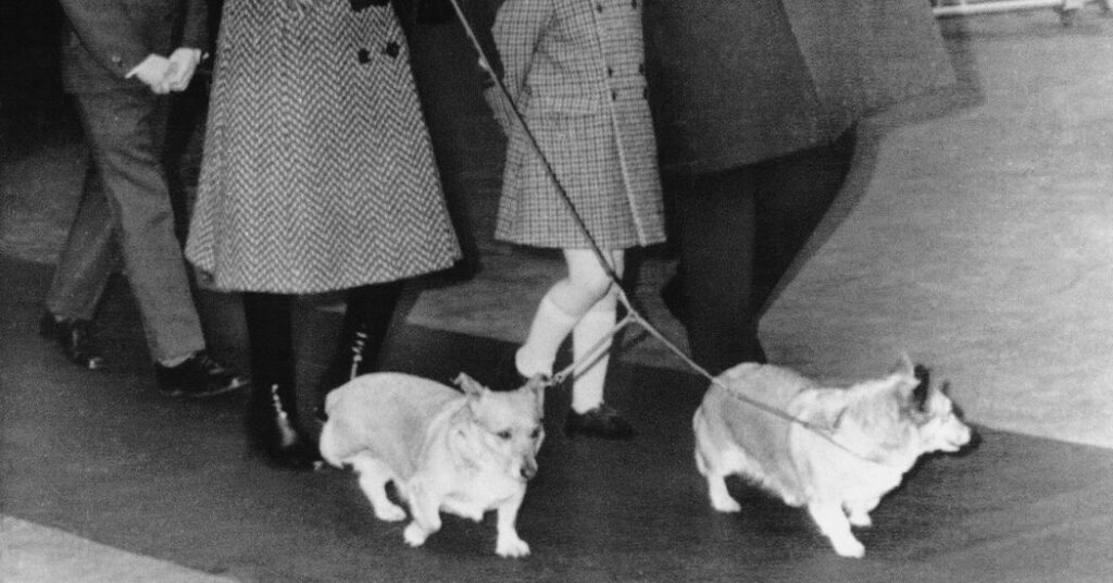 ¿Qué pasará con los corgis de la reina Isabel?