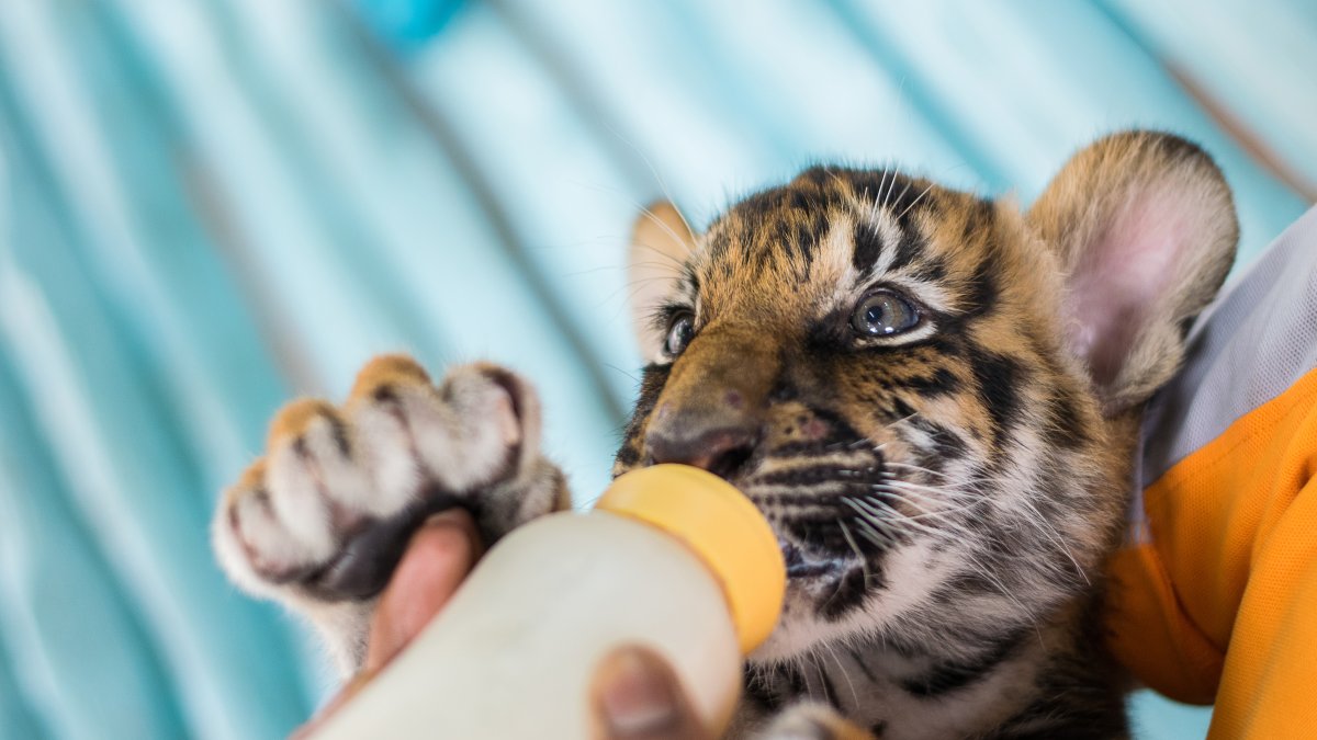 Buscan tigre ilegal en Nuevo México