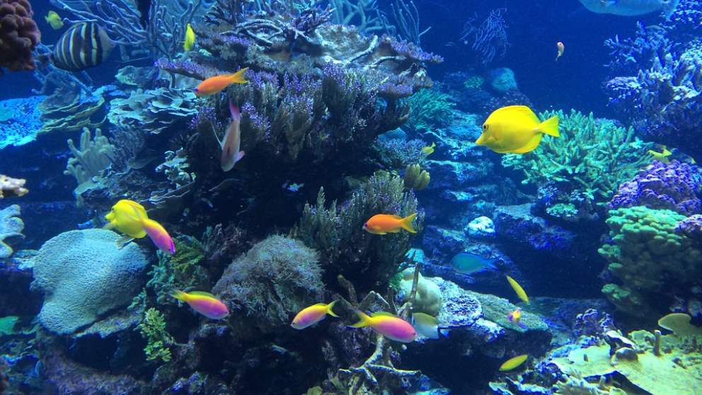 Animales de mar: ¿Qué agua beben?