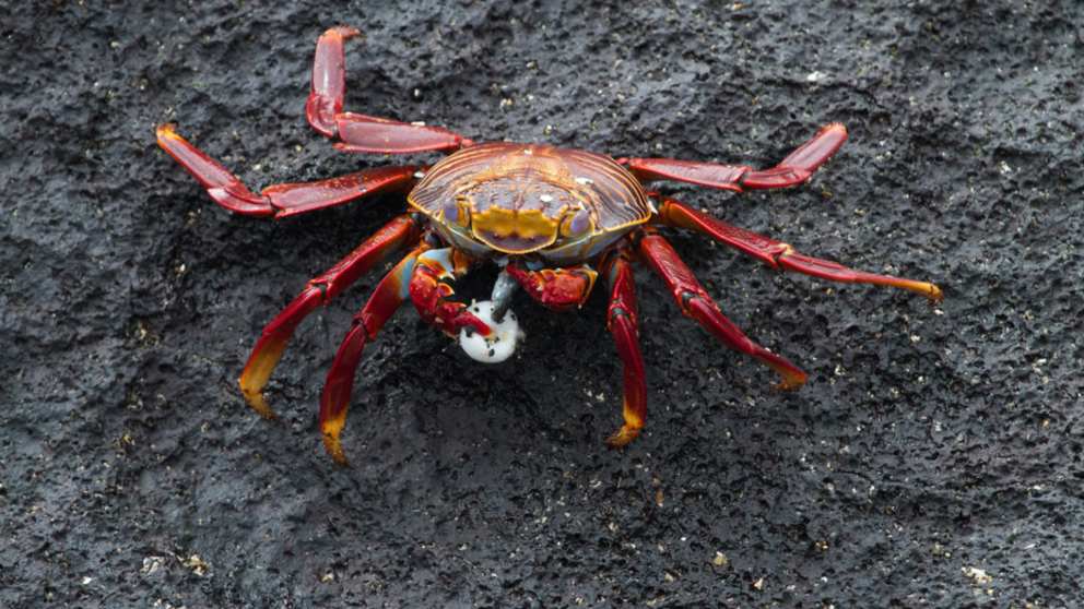 Cangrejos de mar y río: ¿Qué comen?