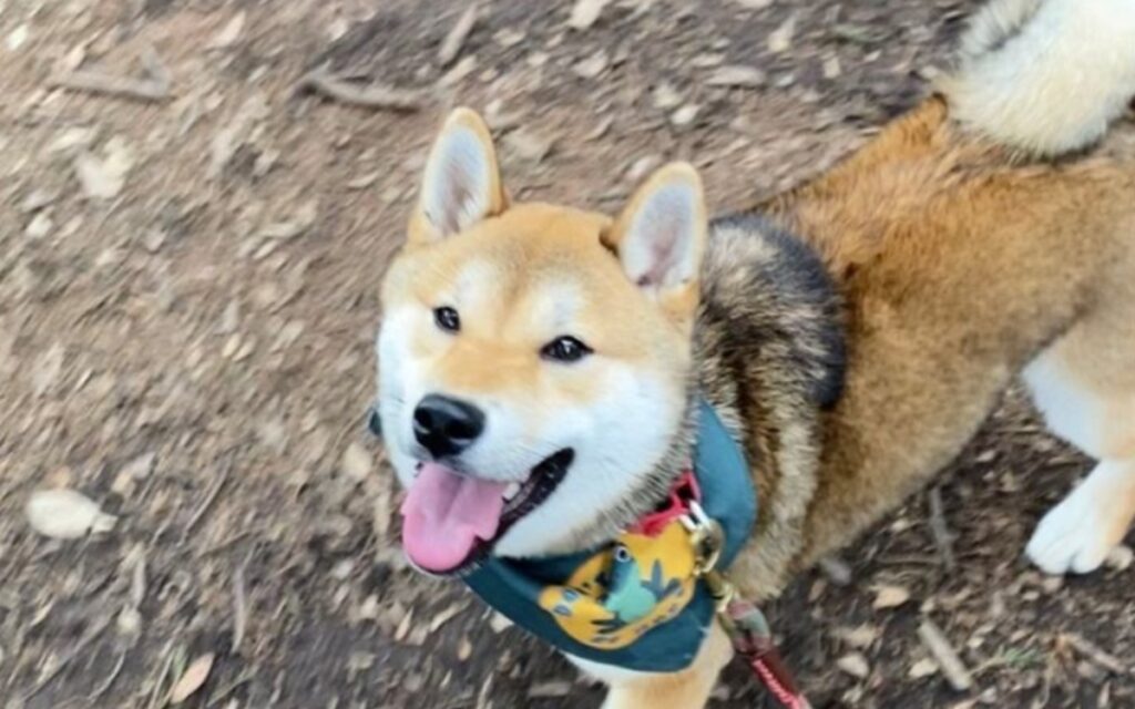 Caso de 'Maple': cenizas entregadas a su familia podrían ser de otro perrito