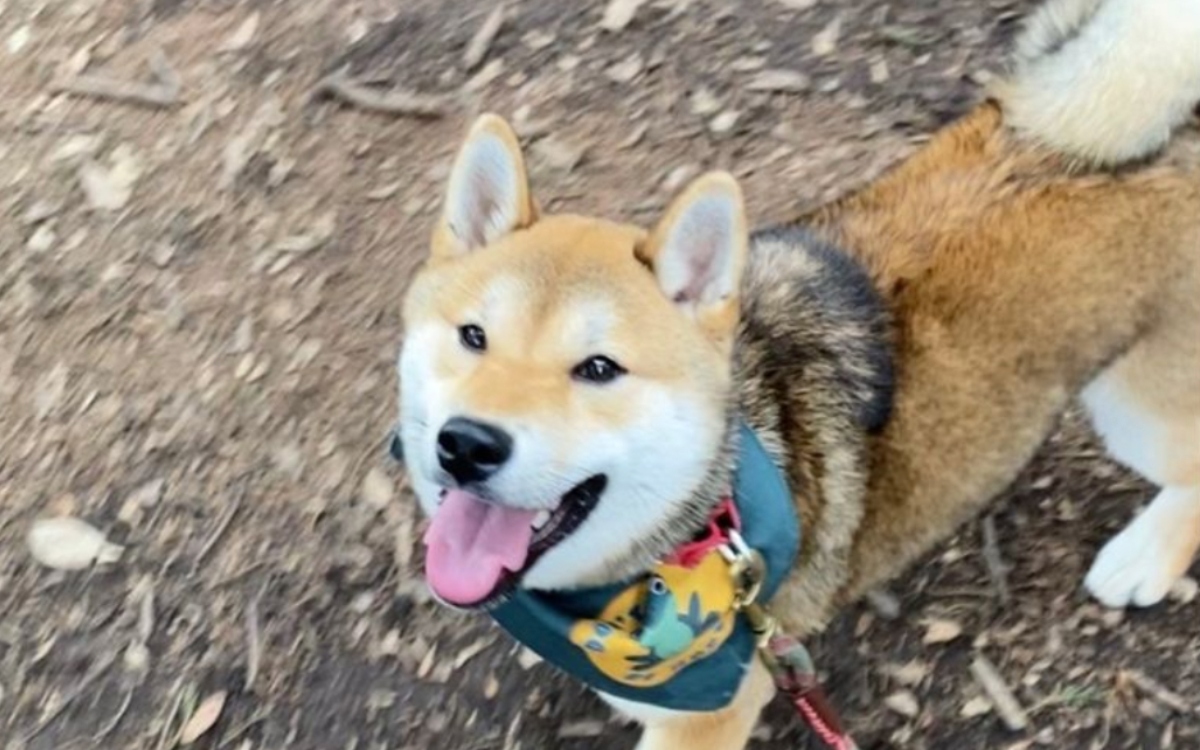 Caso de ‘Maple’: cenizas entregadas a su familia podrían ser de otro perrito