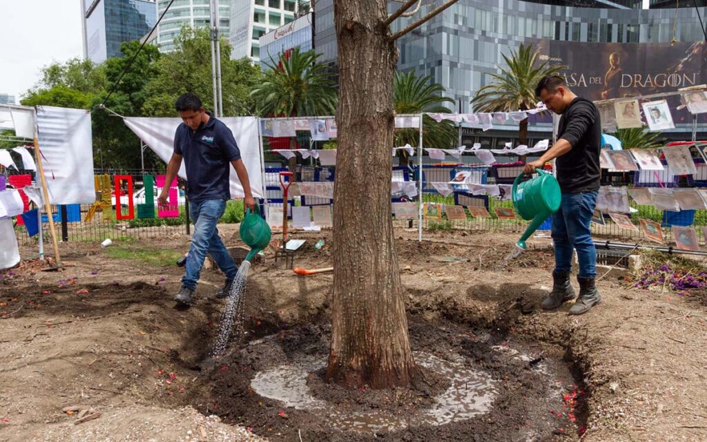 Colocan muro alrededor de ahuehuete de Reforma porque no se ha adaptado