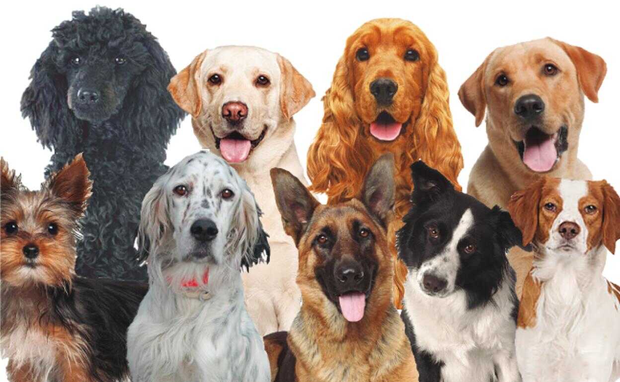 ¿Como proteger a mi perro de los fuegos artificiales en estas fiestas patrias?