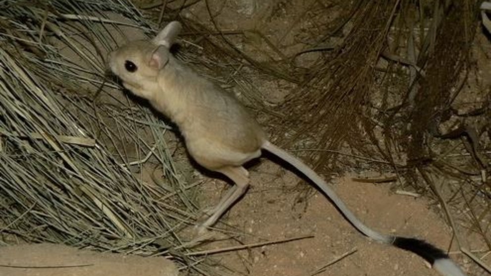 Curiosidades sobre el canguro enano