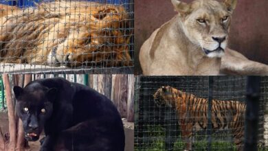 Daño renal, hepático, ceguera... Así es la vida de los felinos rescatados de Black Jaguar-White Tiger
