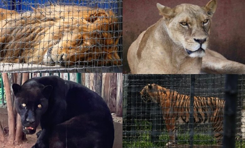 Daño renal, hepático, ceguera... Así es la vida de los felinos rescatados de Black Jaguar-White Tiger