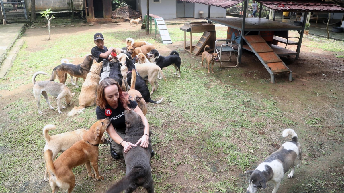 Del matadero ilegal para vender su carne a la adopción en Canadá: la nueva vida de 45 perros