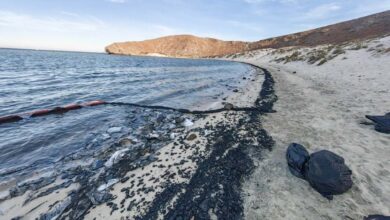 Descartan daños a especies marinas en playa de Balandra por contaminación de yate