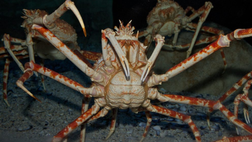 Descubre 10 monstruos que existen en la realidad