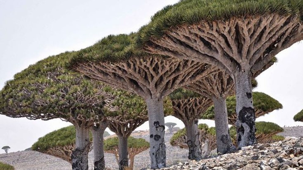 Descubre 4 fenómenos naturales extraños