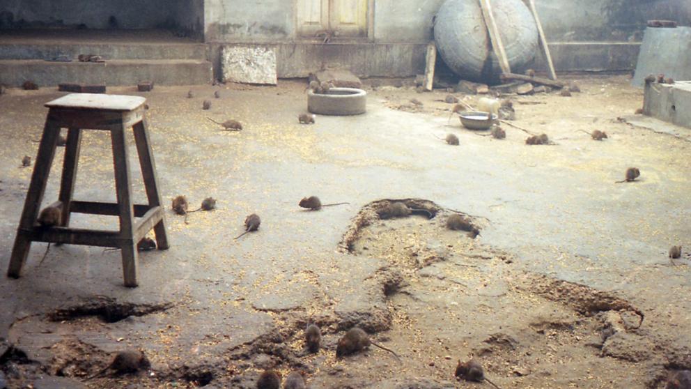 Descubre 5 que son o fueron sagrados en otras culturas